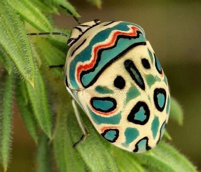 Sphaerocoris annulus care