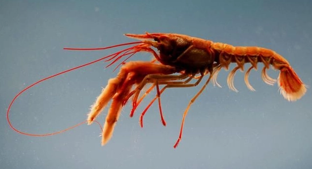 crayfish with large claws