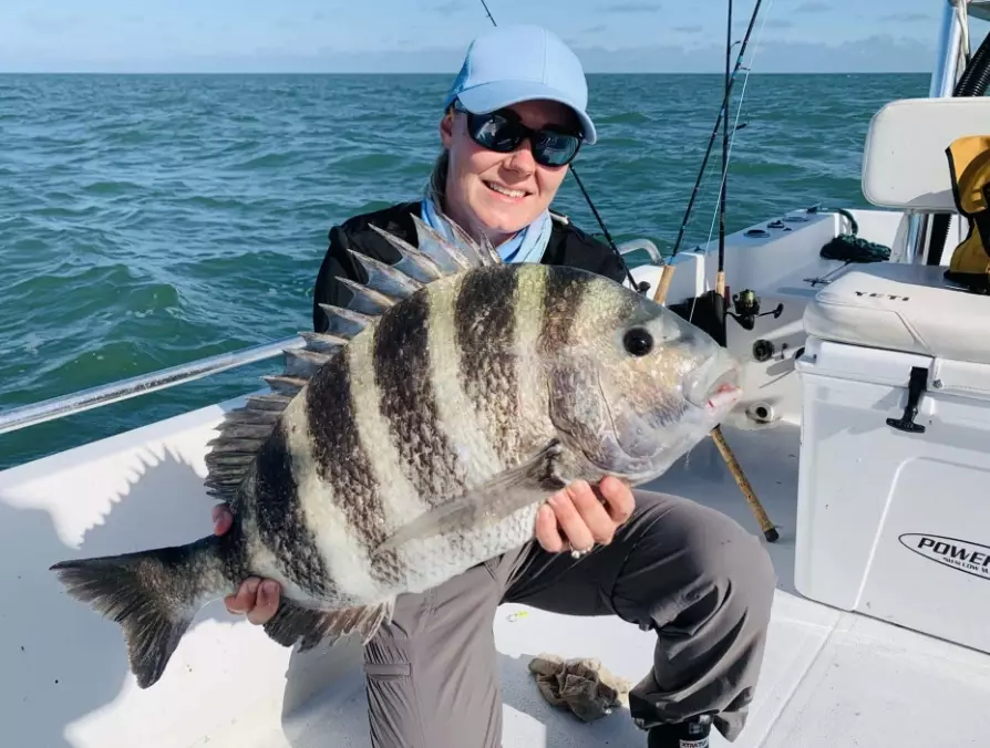 sheepshead fish identification