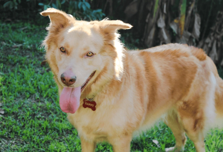 golden retriever husky mix care