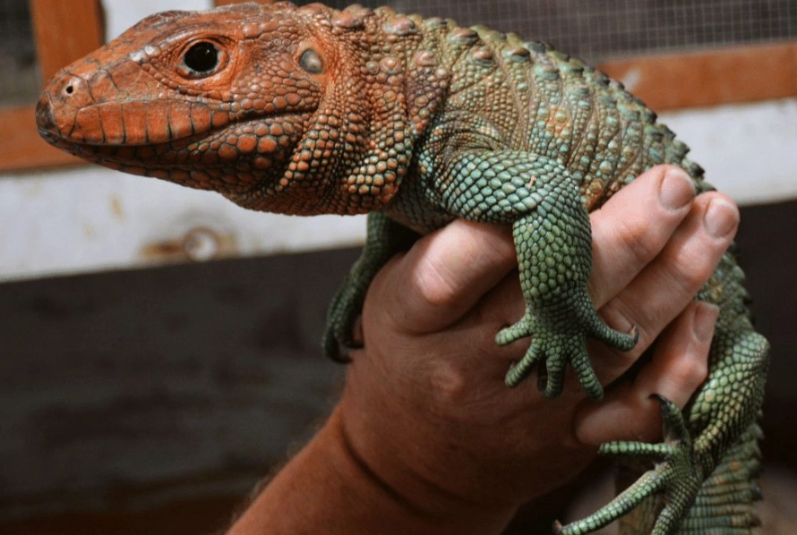 caiman lizard care