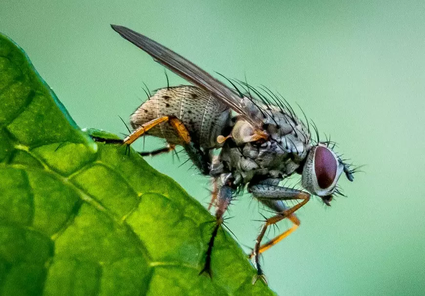 corpse fly