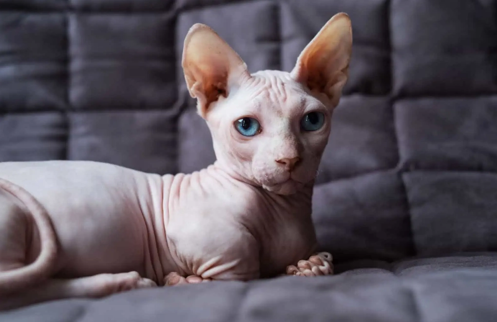 cat breed hairless cat