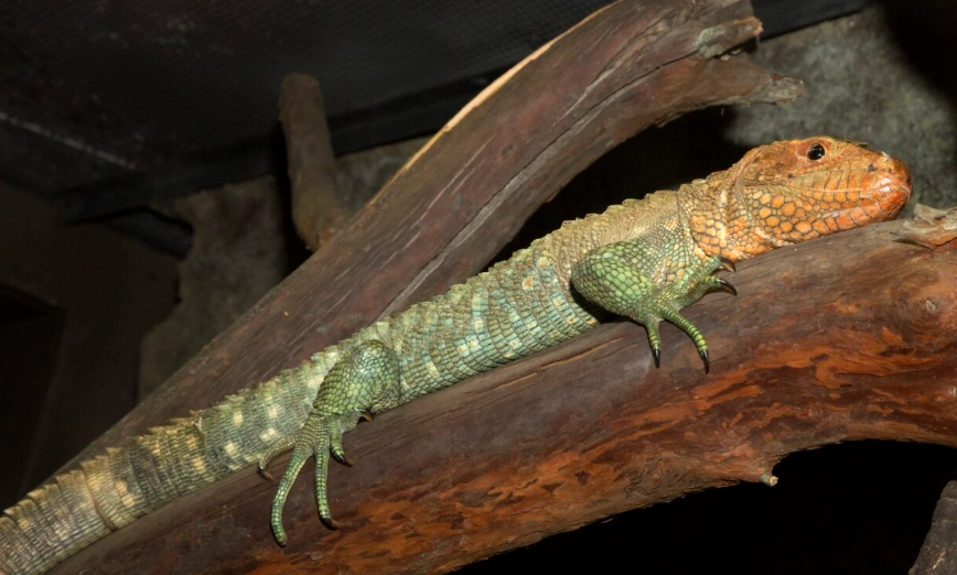 caiman lizard care