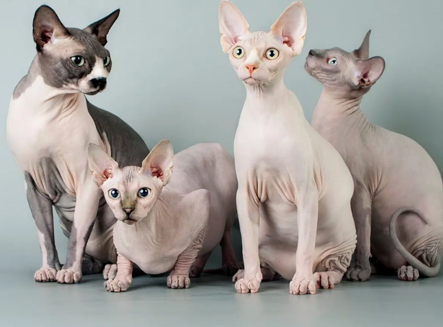 Sphynx cat care