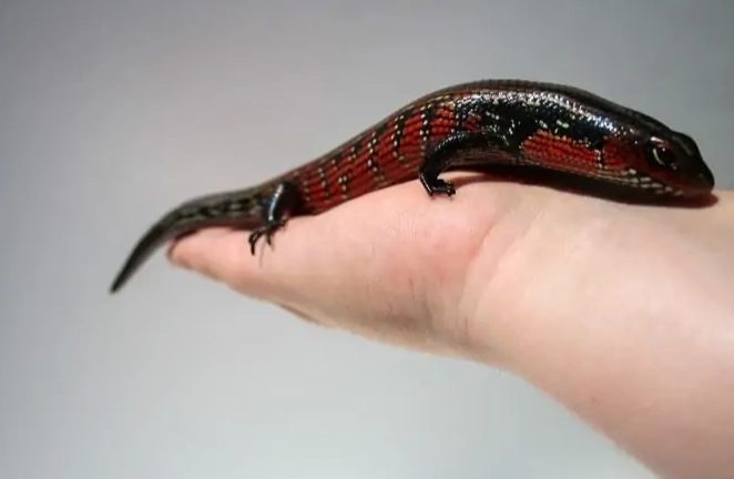 togo fire skink care