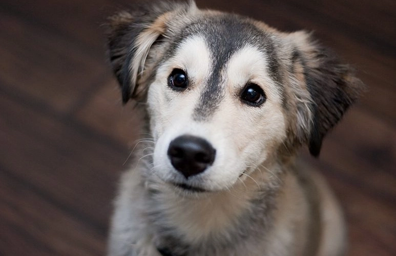 golden husky mix temperament