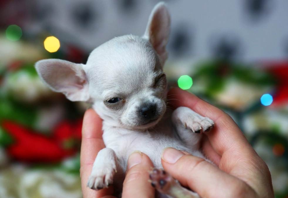 smallest dog breeds