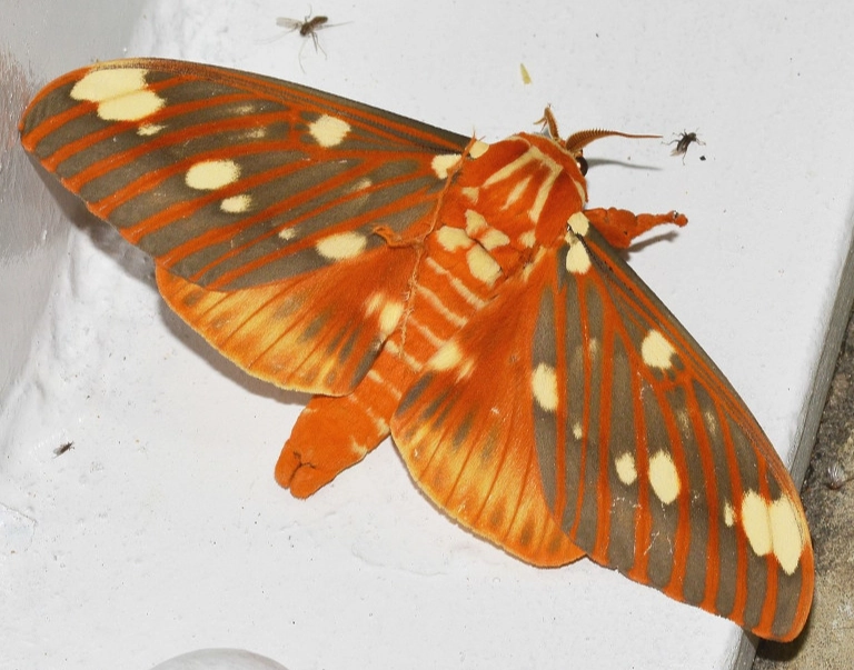 citheronia regalis