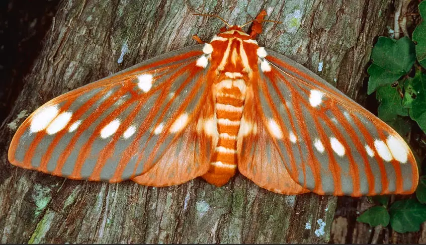 regal moth
