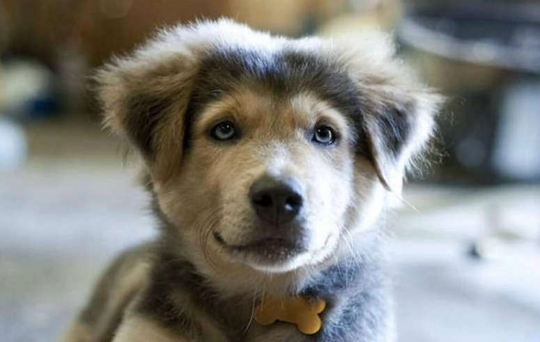 golden husky mix puppy