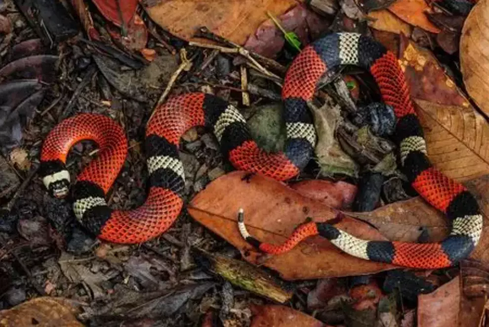 false coral snake