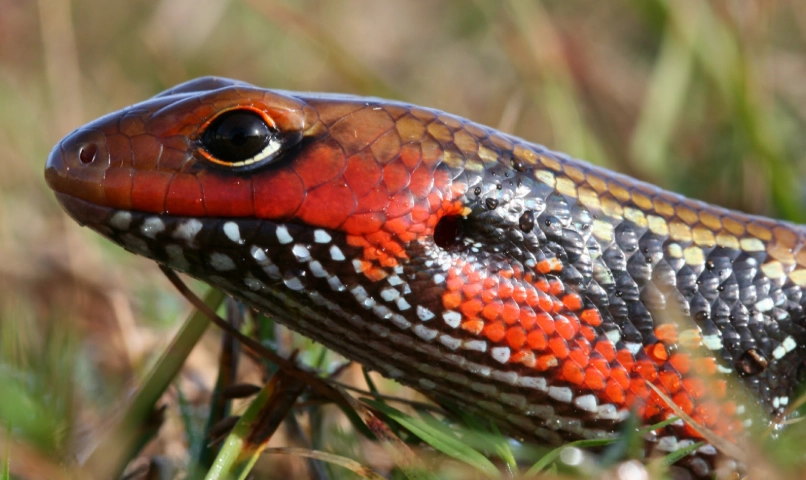 togo fire skink care