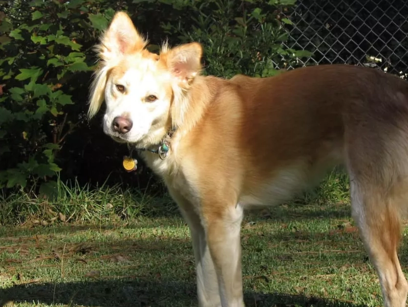 golden husky mix temperament