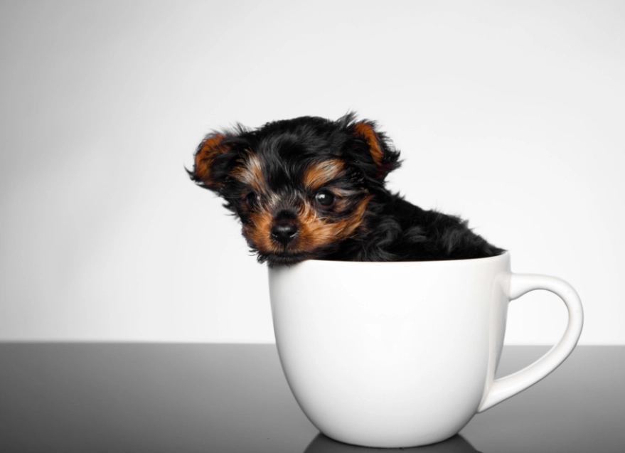 tiny dog breeds