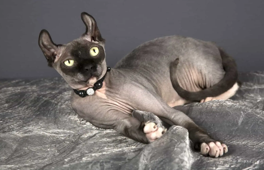Sphynx cat care