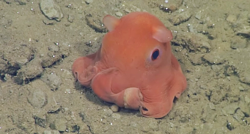 cute octopus facts