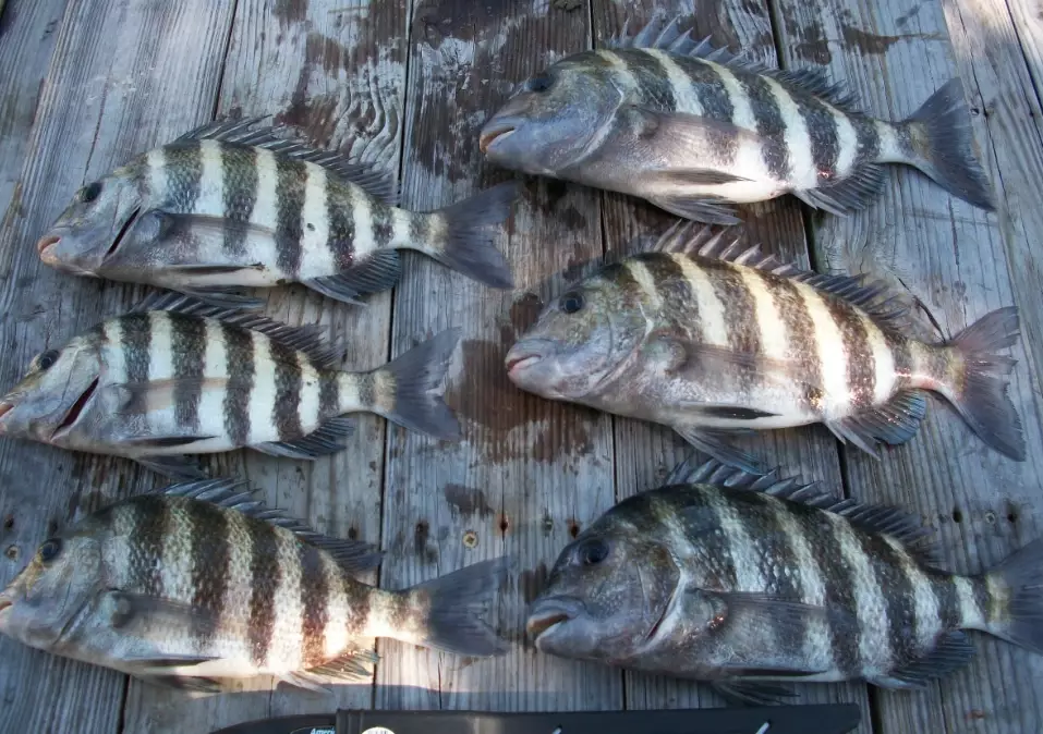 catching sheepshead fish