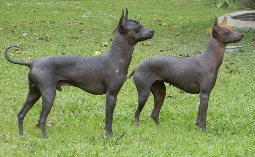 hairless dog breeds