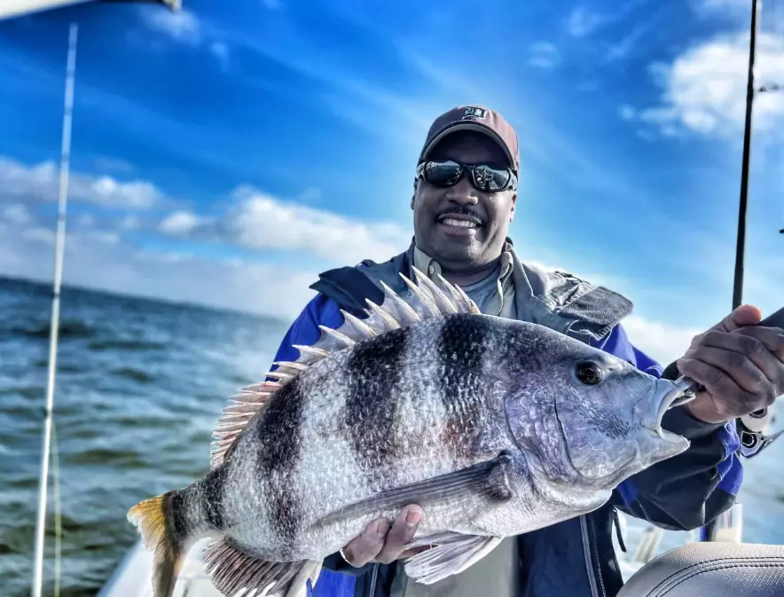 catching sheepshead fish