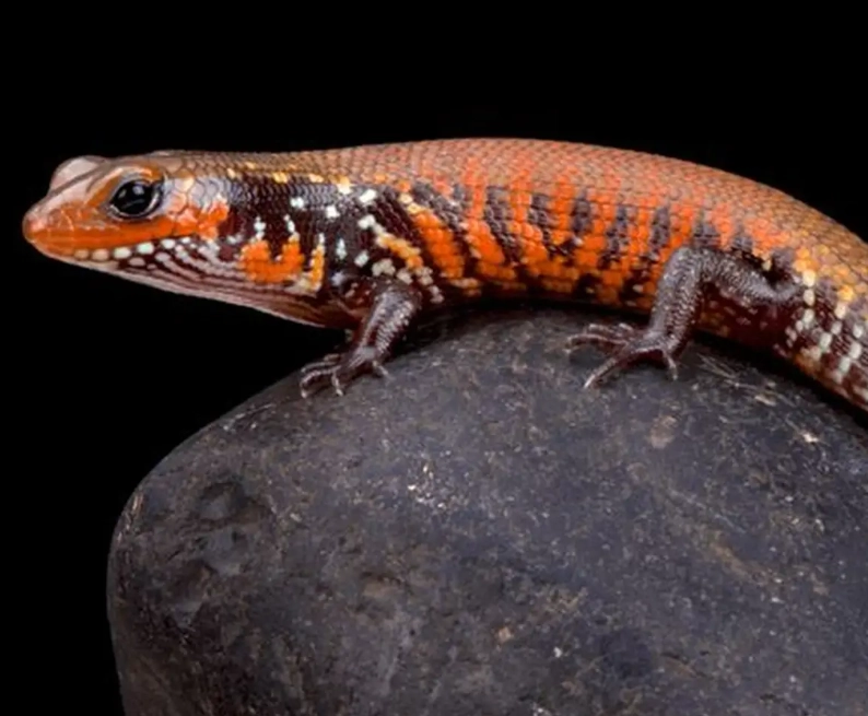 togo fire skink for sale