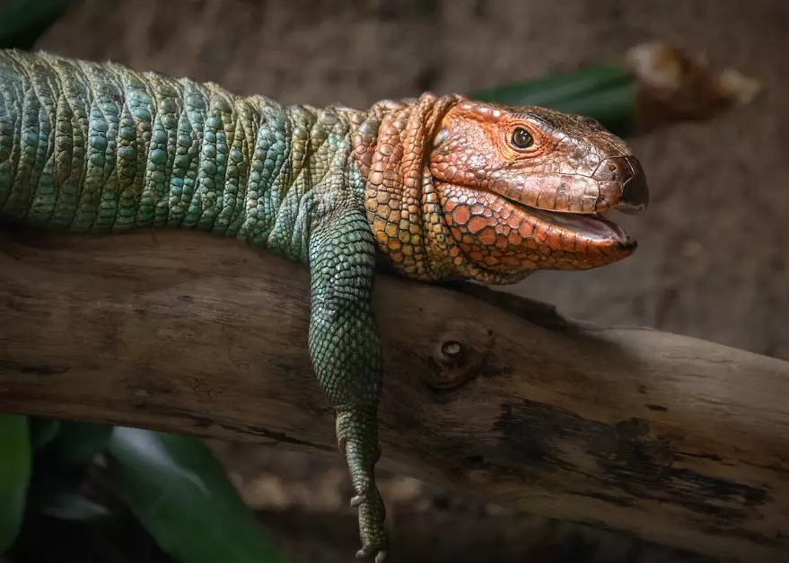 caiman lizard pet