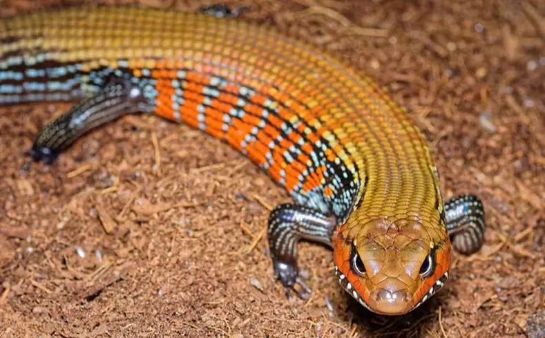 togo fire skink care