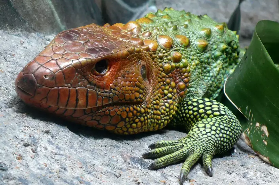 caiman lizard