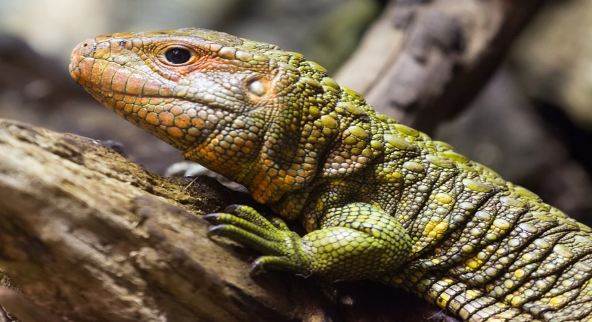 caiman lizard pet