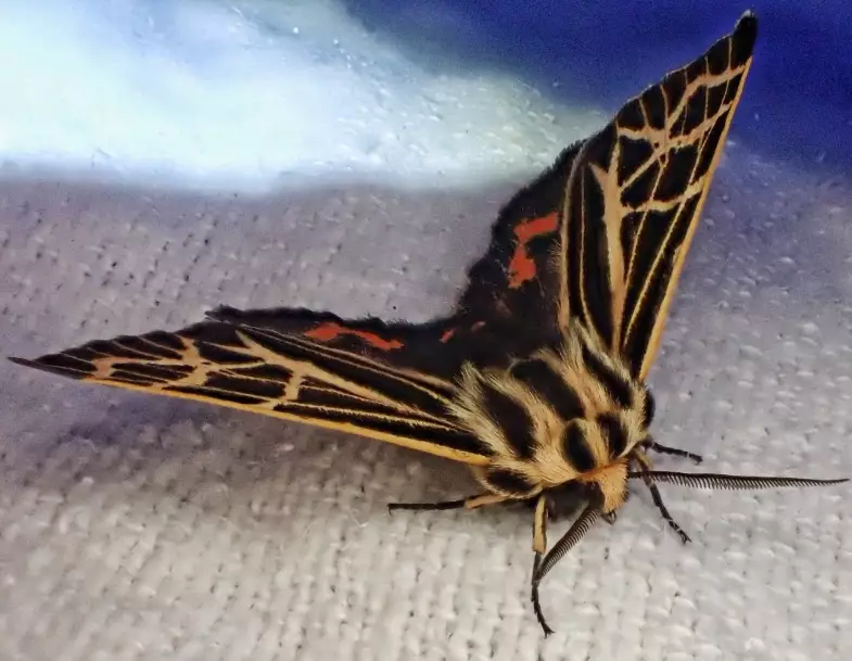 eyed tiger moth caterpillar sting