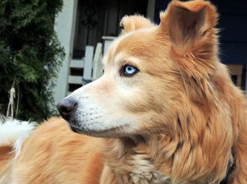 golden husky mix