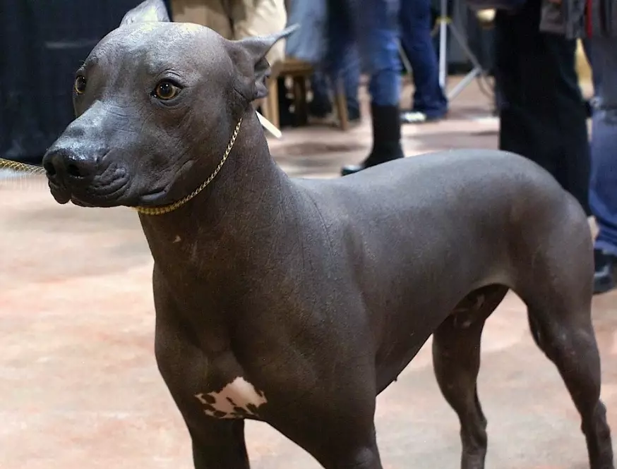 best hairless dog for families