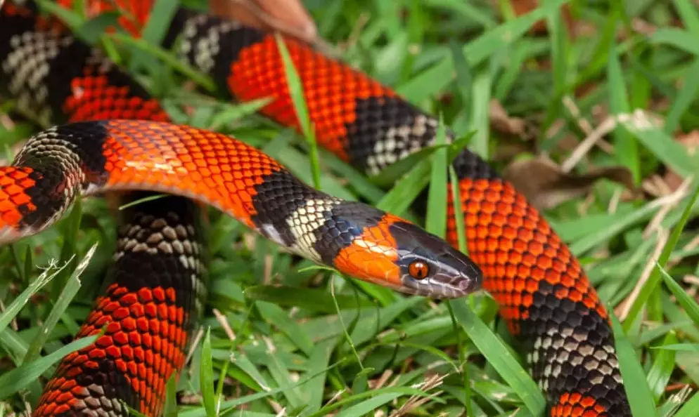 coral snake mimic