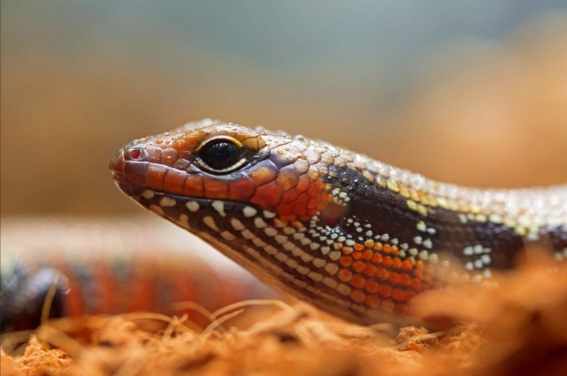 togo fire skink care