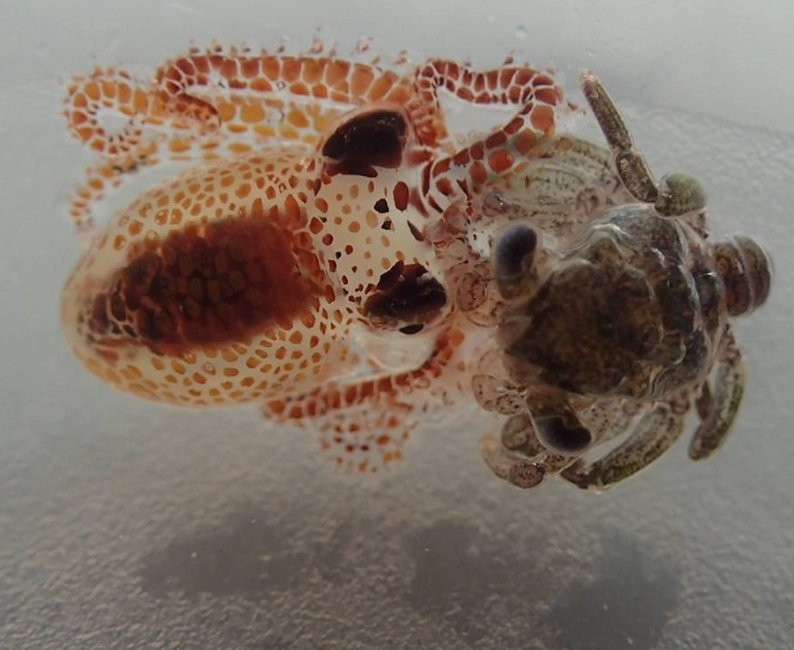 octopus intelligence