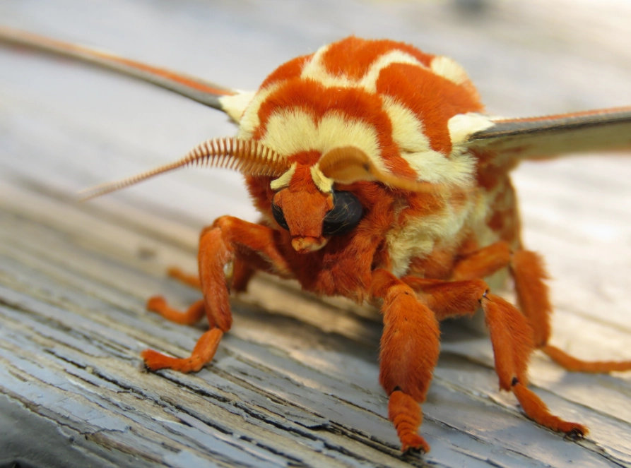 royal walnut moth