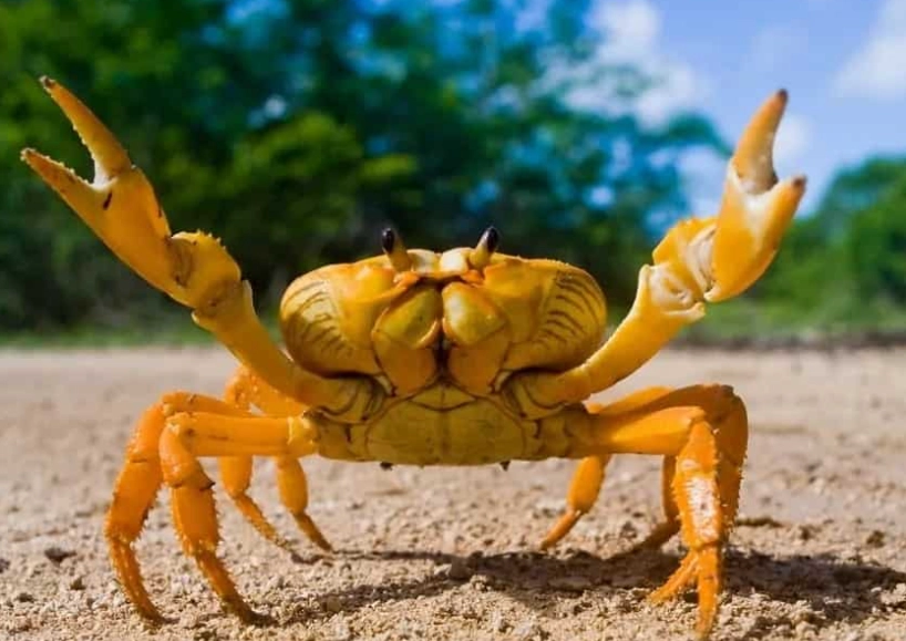 how big do violin crabs get