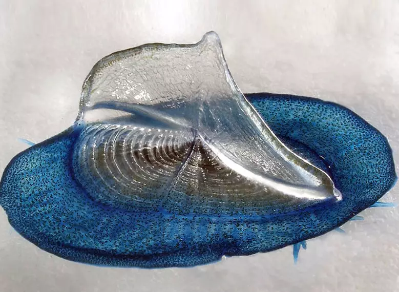 velella velella sting velella velella sting