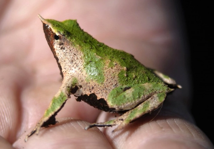 amphibian conservation amphibian conservation