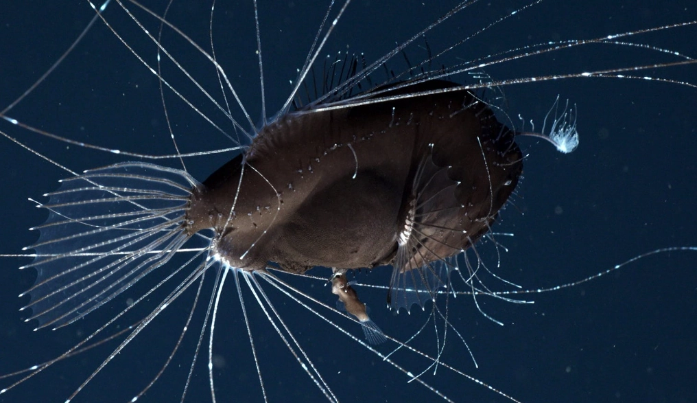 bioluminescent anglerfish