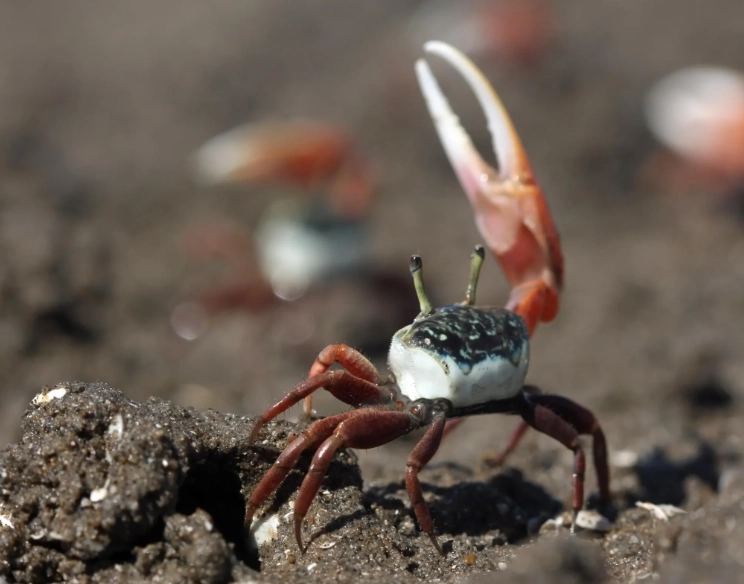 measuring violin crab carapace