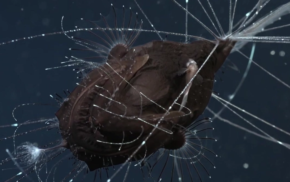 fanfin anglerfish