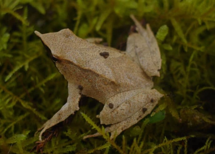 Darwin's frog reproduction Darwin's frog reproduction