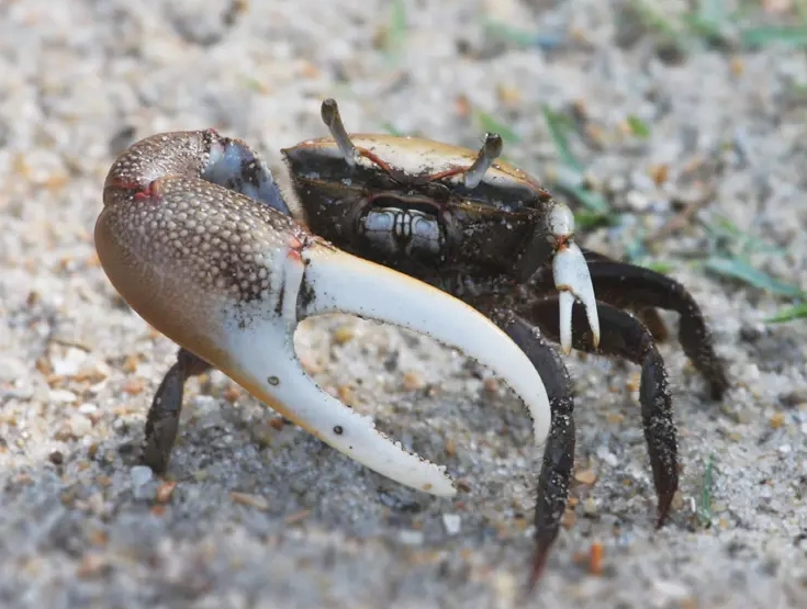 how big do violin crabs get