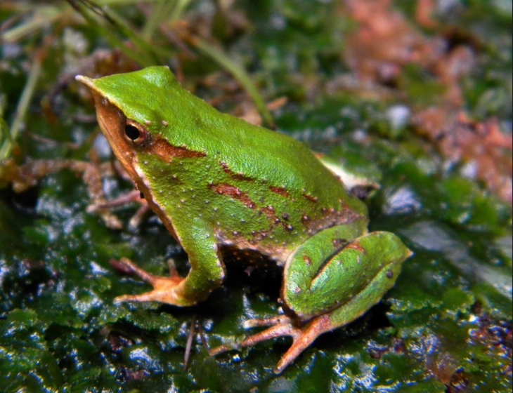 Darwin's frog reproduction Darwin's frog reproduction