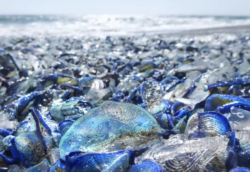 sailor jellyfish safe sailor jellyfish safe