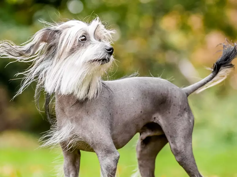 unusual dog breeds