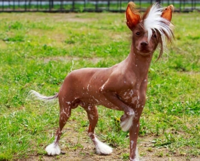 weirdest looking dogs