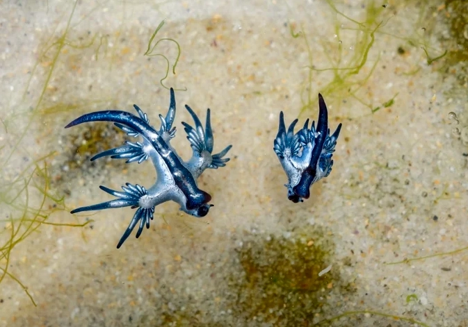 blue dragon species care