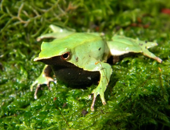 amphibian conservation amphibian conservation